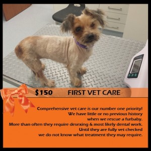 FIRST VET CARE