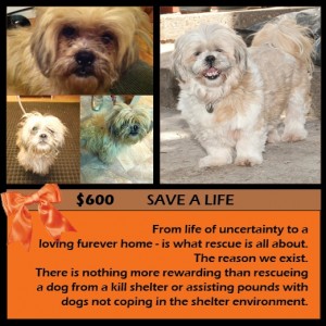 SAVE A DOGS LIFE